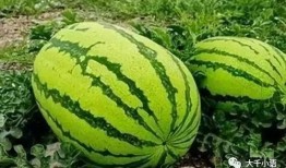 52每日大瓜视频 吃瓜ppt,揭秘热门视频背后的吃瓜秘闻